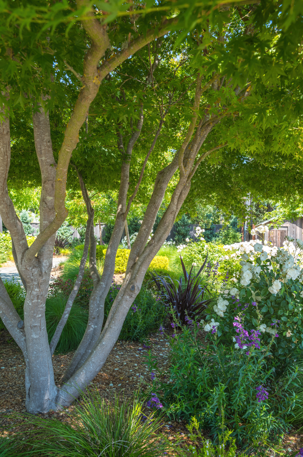 The Croix Estate Winery - Fulton, CA - Cagwin & Dorward -Commercial Landscaping, Landscape Maintenance