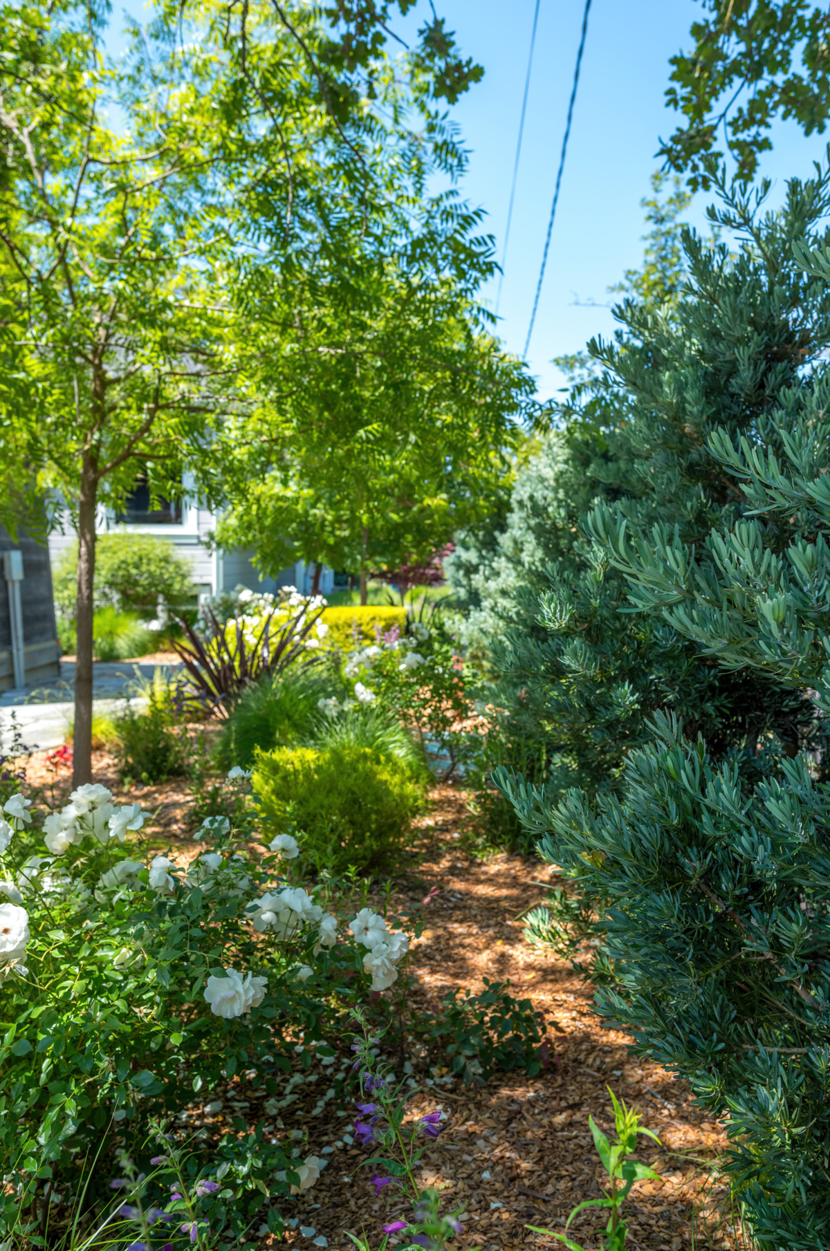 The Croix Estate Winery - Fulton, CA - Cagwin & Dorward -Commercial Landscaping, Landscape Maintenance