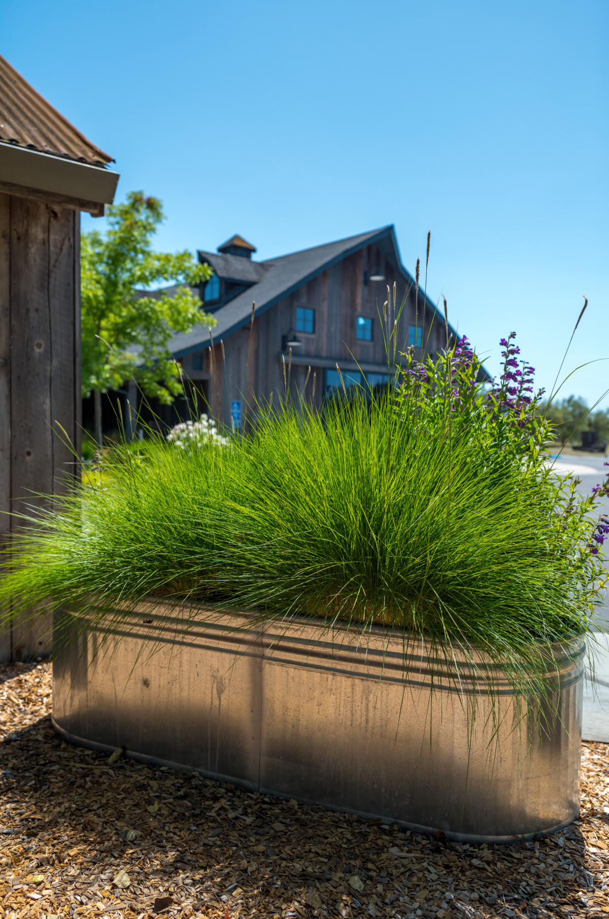 The Croix Estate Winery - Fulton, CA - Cagwin & Dorward -Commercial Landscaping, Landscape Maintenance