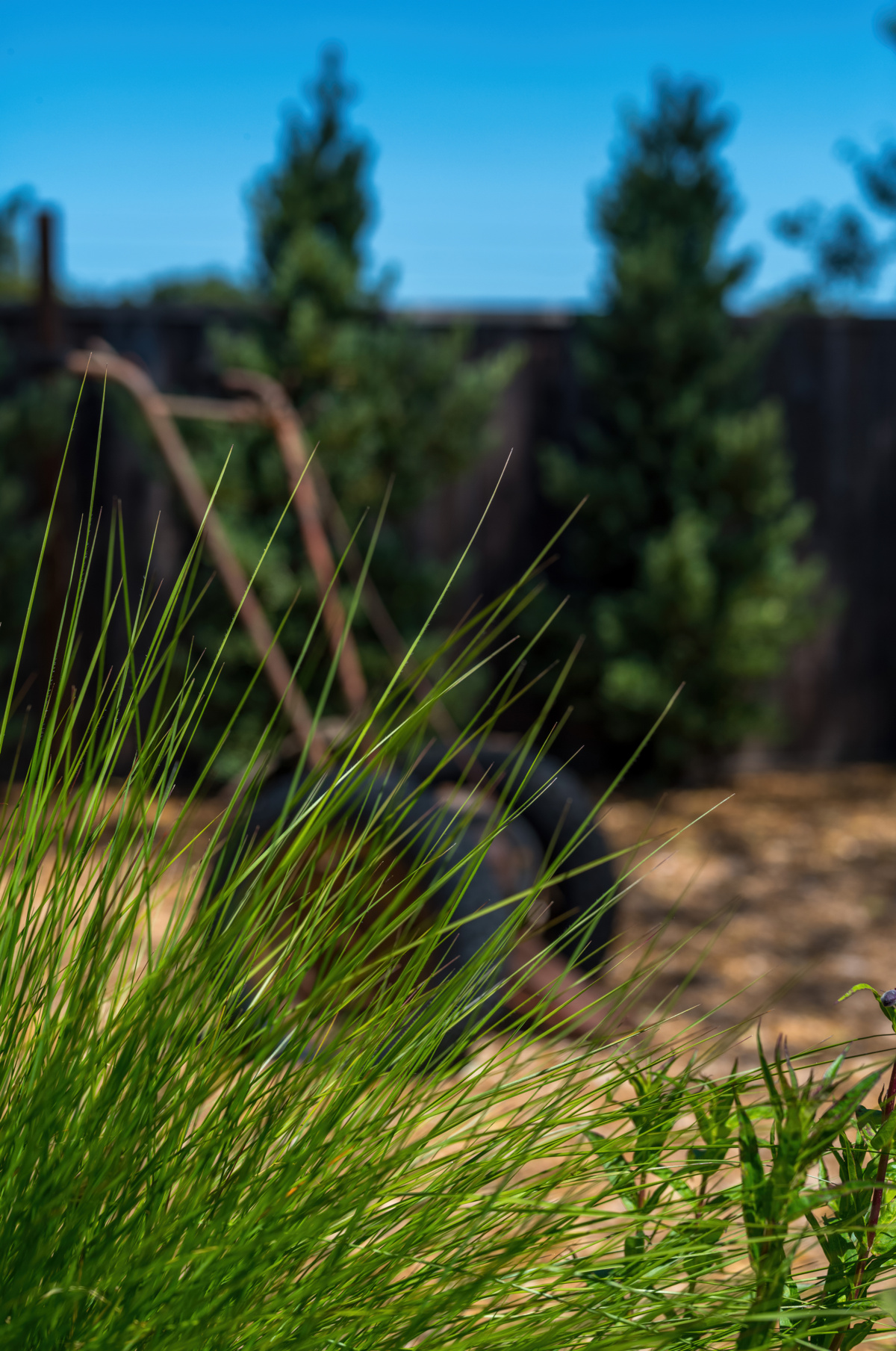 The Croix Estate Winery - Fulton, CA - Cagwin & Dorward -Commercial Landscaping, Landscape Maintenance