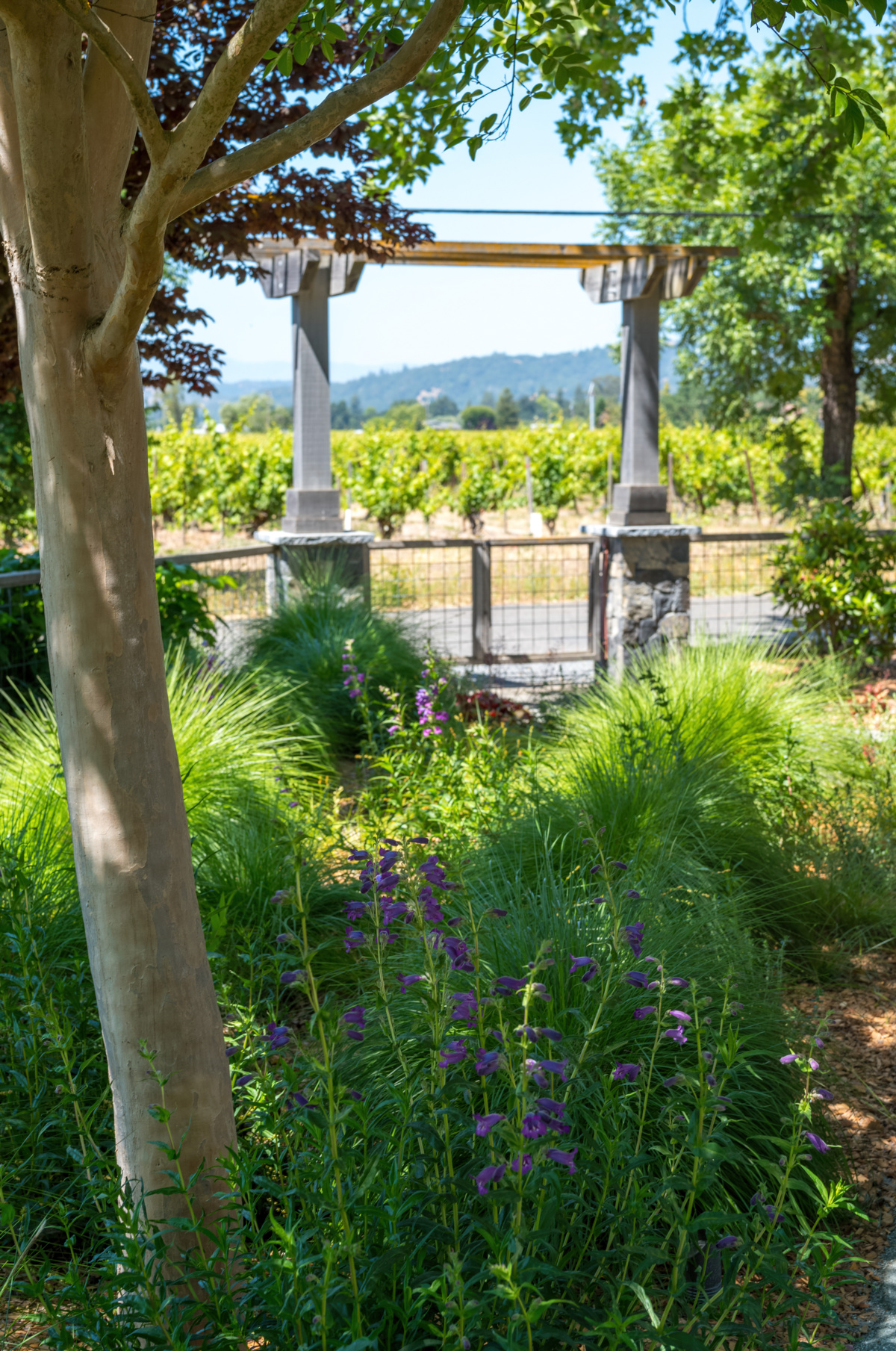 The Croix Estate Winery - Fulton, CA - Cagwin & Dorward -Commercial Landscaping, Landscape Maintenance